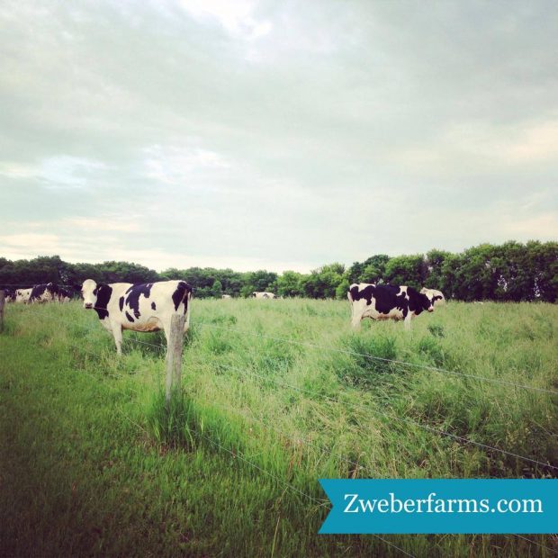 organic dairy cows