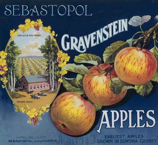 gravenstein apple