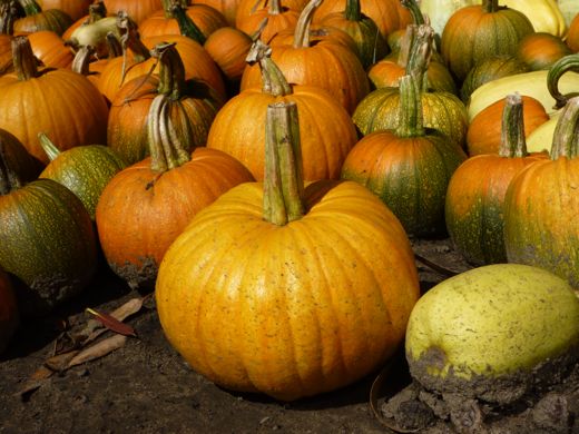 pumpkin recipes