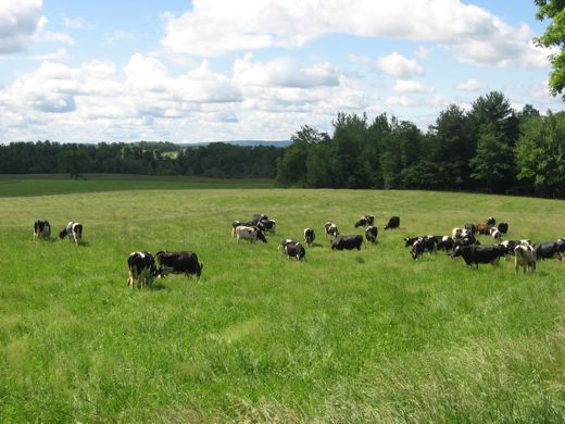 organic valley cows