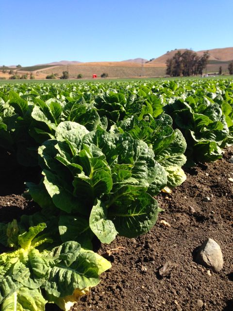 Earthbound Farm Organic Collard Greens, Organic, Shop