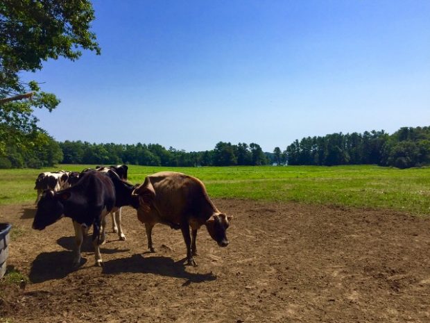 Wolfe's Neck Farm