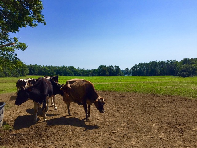 organic dairy