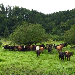 3 reasons to eat grass-fed dairy